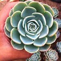 微信玉莲头像_高清玉莲花朵图片大全