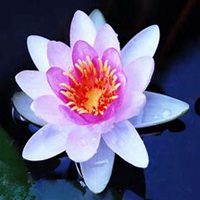 微信玉莲头像_高清玉莲花朵图片大全