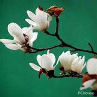 微信白兰花头像_高清白兰花花朵图片大全