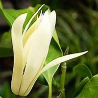 微信白兰花头像_高清白兰花花朵图片大全