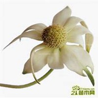 微信白兰花头像_高清白兰花花朵图片大全