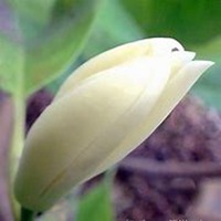 微信白兰花头像_高清白兰花花朵图片大全