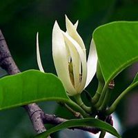 微信白兰花头像_高清白兰花花朵图片大全