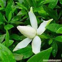 微信白兰花头像_高清白兰花花朵图片大全