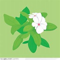 微信白兰花头像_高清白兰花花朵图片大全