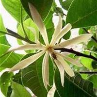 微信白兰花头像_高清白兰花花朵图片大全