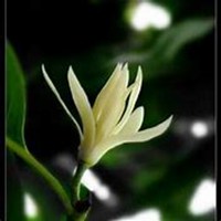 微信白兰花头像_高清白兰花花朵图片大全