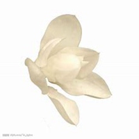 微信白兰花头像_高清白兰花花朵图片大全