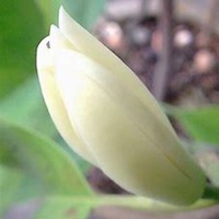 微信白兰花头像_高清白兰花花朵图片大全