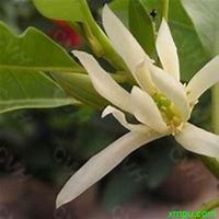 微信白兰花头像_高清白兰花花朵图片大全