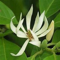 微信白兰花头像_高清白兰花花朵图片大全