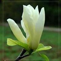 微信白兰花头像_高清白兰花花朵图片大全