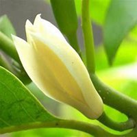 微信白兰花头像_高清白兰花花朵图片大全