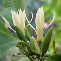 微信白兰花头像_高清白兰花花朵图片大全