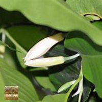 微信白兰花头像_高清白兰花花朵图片大全