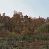 微信白桦树头像_高清白桦树微信头像