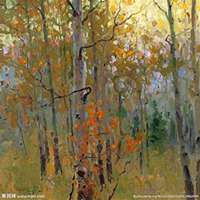 微信白桦树头像_高清白桦树微信头像