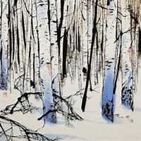 微信白桦树头像_高清白桦树微信头像