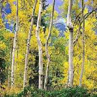 微信白桦树头像_高清白桦树微信头像