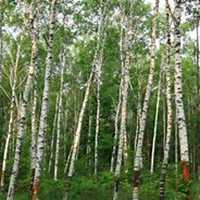 微信白桦树头像_高清白桦树微信头像