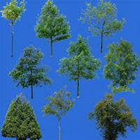 微信白桦树头像_高清白桦树微信头像