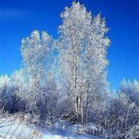 微信白桦树头像_高清白桦树微信头像