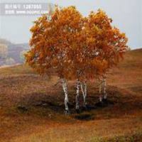 微信白桦树头像_高清白桦树微信头像