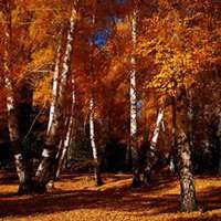 微信白桦树头像_高清白桦树微信头像