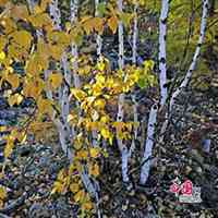 微信白桦树头像_高清白桦树微信头像