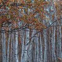 微信白桦树头像_高清白桦树微信头像