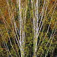 微信白桦树头像_高清白桦树微信头像