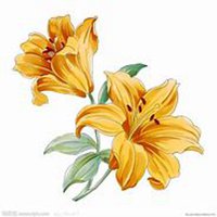 微信百合花头像_高清百合花花朵图片大全