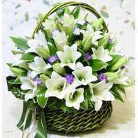 微信百合花头像_高清百合花花朵图片大全