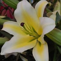 微信百合花头像_高清百合花花朵图片大全