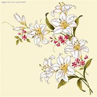 微信百合花头像_高清百合花花朵图片大全