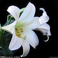 微信百合花头像_高清百合花花朵图片大全