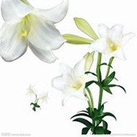 微信百合花头像_高清百合花花朵图片大全