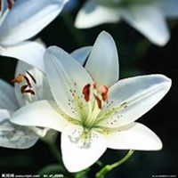 微信百合花头像_高清百合花花朵图片大全