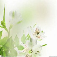 微信百合花头像_高清百合花花朵图片大全