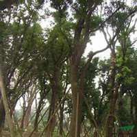 微信皂角树头像_高清皂角树微信头像