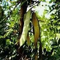 微信皂角树头像_高清皂角树微信头像