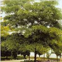 微信皂角树头像_高清皂角树微信头像