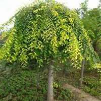 微信皂角树头像_高清皂角树微信头像