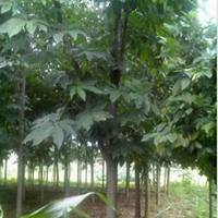 微信皂角树头像_高清皂角树微信头像