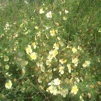 微信皂角树头像_高清皂角树微信头像