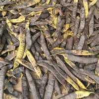 微信皂角树头像_高清皂角树微信头像