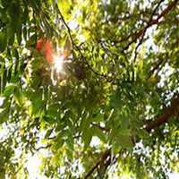 微信皂角树头像_高清皂角树微信头像