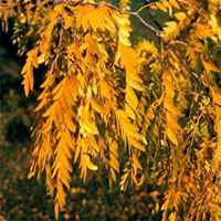 微信皂角树头像_高清皂角树微信头像