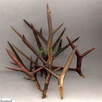 微信皂角树头像_高清皂角树微信头像