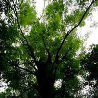 微信皂角树头像_高清皂角树微信头像